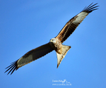 Red Kite 090122 41a