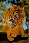 Sumatran Tiger - Fabi (Chester Zoo)