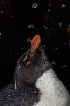 Rockhopper Penguin Shower