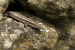 Lizard, Pico Island, Azores