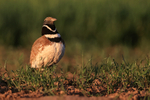 Little Bustard upright stance, Montgai, Spain