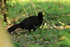 Great Curassow (male), Playa Cativo Lodge, Costa Rica