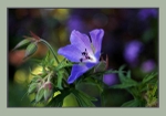 Geranium himalayense