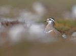 Dotterel - Charadrius morinellus