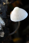 White Milking Bonnet
