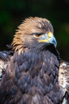 golden eagle Aquila chrysaetos-717804010426