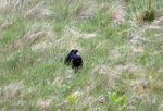 Black Grouse