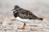 Turnstone
