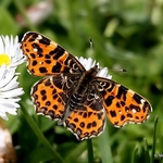 Map butterfly (Araschnia levana) 1st brood