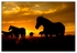 Wild Horses - 06