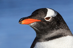 Gentoo Penguin close-up portrait, Sea Lion Island, Falklands