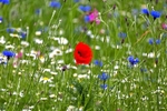 Wild flower meadow