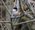 Willow Tit