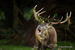 Roar from the forest!