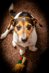 Jack Russell_5752