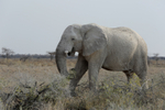 White Elephant on the Plain
