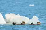 Two Sea Otters resting near glacier, Surprise Inlet, Alaska