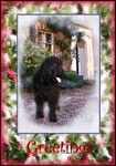 X5  Labradoodle at Home (2)