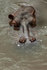 Hippopotamus