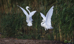 Little Egrets