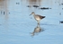 Lesser Yellowlegs