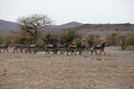 Zebras on the Move