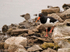 Oystercatcher