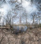 Spring - Great Meadows, Concord