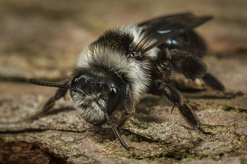 [i]Andrena cineraria]/i] female. Staffordshire garden, April 2015.