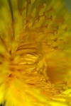 Dandelion Centre