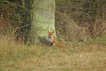 Red Fox