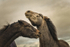 Into the World of Horses