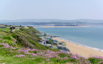 Clifftop Thrift / Sea Pinks - 5