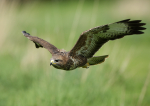 Common Buzzard
