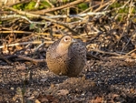 Pheasant