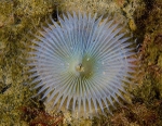 Myxicola infundibulum
