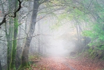 Woodland mist