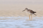 Greater Yellowlegs showing tail, Fort De Soto, Florida