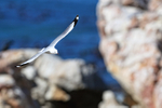 Hartlaub's Gull portfolio
