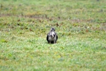 Common Buzzard