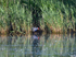 (Western) Purple Swamphen