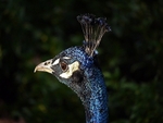 Regal Peacock