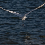 White-Heron-1-0527