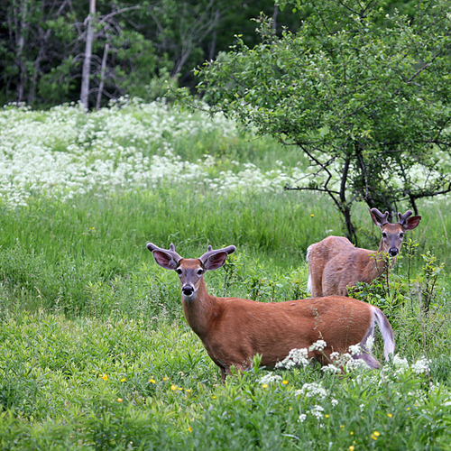 Young bucks sprouting new horns hang out in a farmer's field in late spring. White-tailed bucks begin to congregate i…