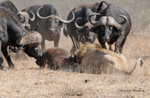 Male Buffalo moving in