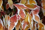 Autumn Leaves