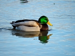 Mallard