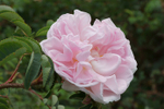 PinkRose