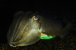 Cuttlefish