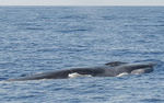 Rorqual commun